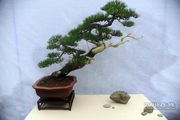 四川省成都市温江区万春镇盆景园采访记