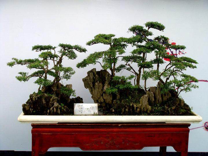 成都温江川派盆景花博会摘金