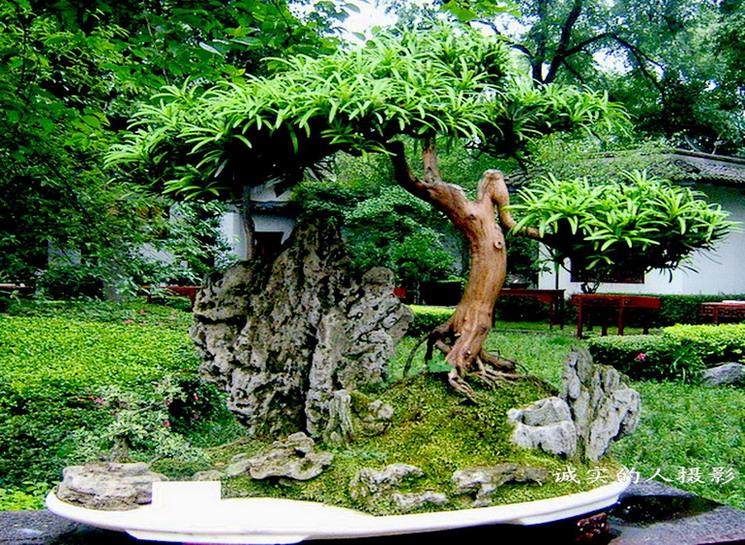 2013川派盆景展览 今日在成都百花潭公园举行