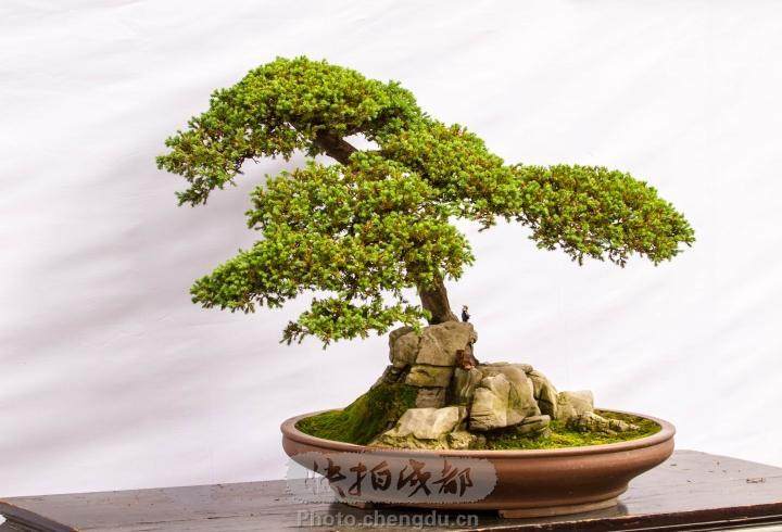 成都市花卉盆景协会