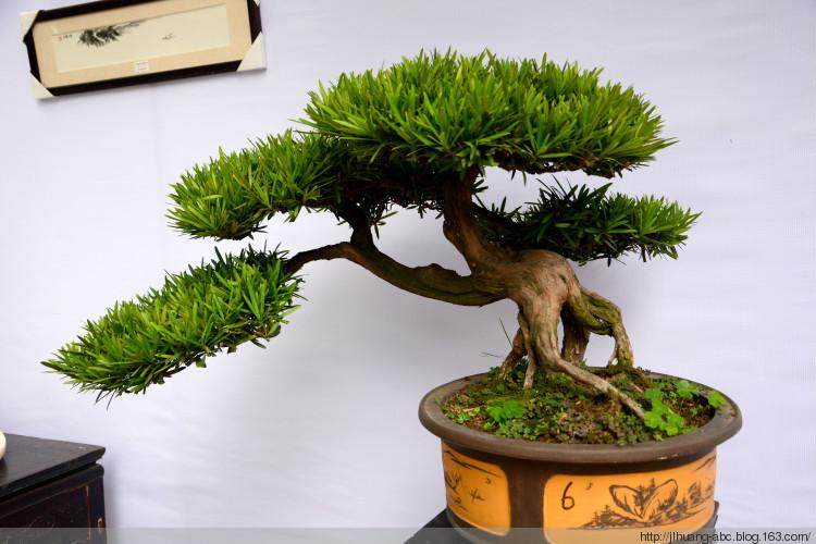 成都市林业和园林管理局主办第十九届盆景展览