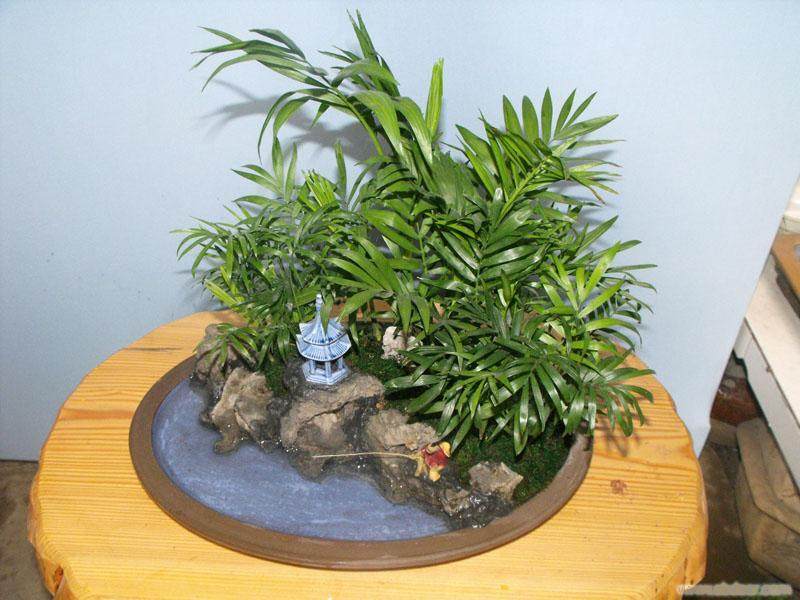 杭州哪里有花卉及小型植物盆景批发的市场