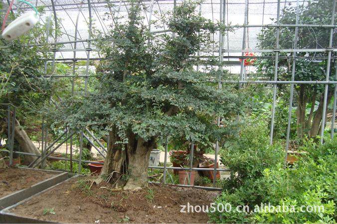 南昌盆景花卉批发市场