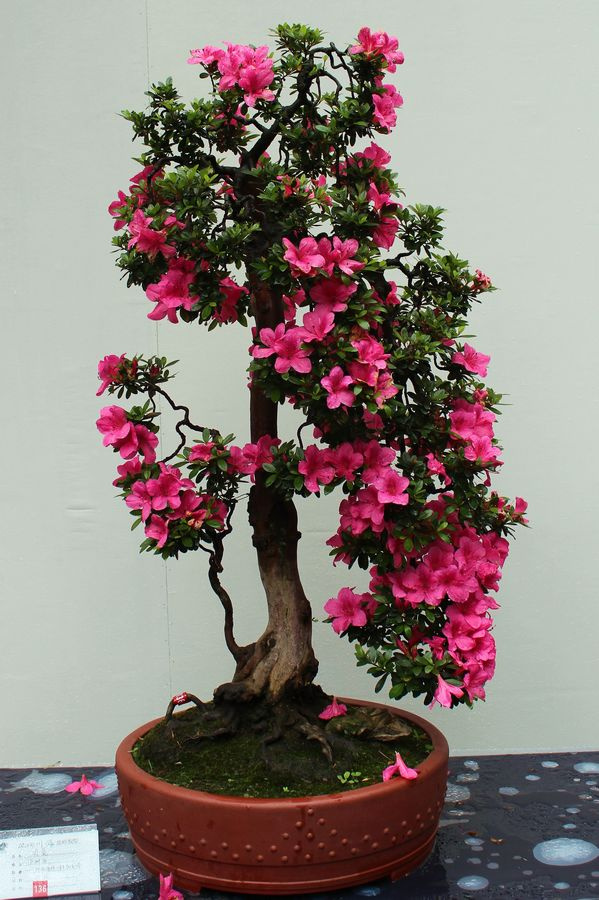 成都市2015年川派盆景展