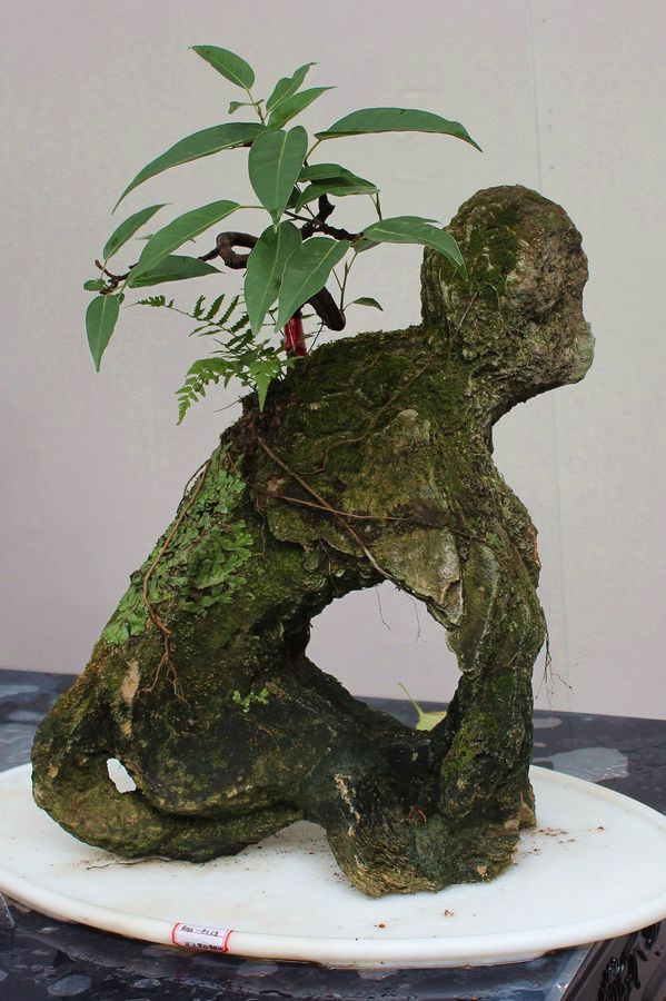 成都市2015年川派盆景展