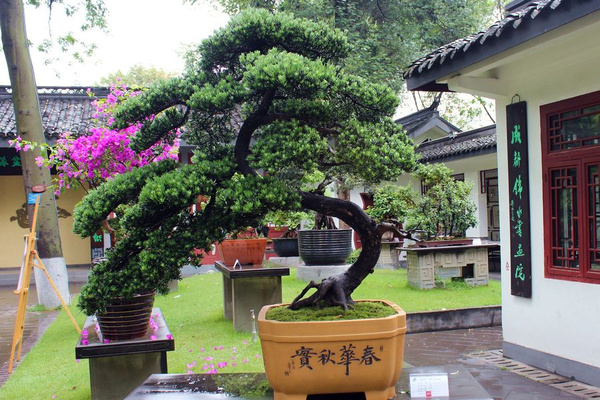 成都市2015年川派盆景展