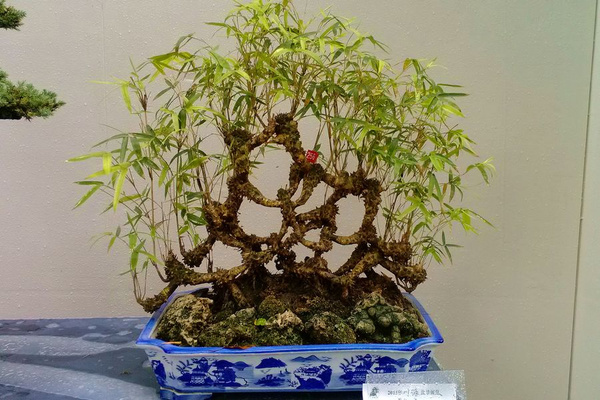 成都市2015年川派盆景展