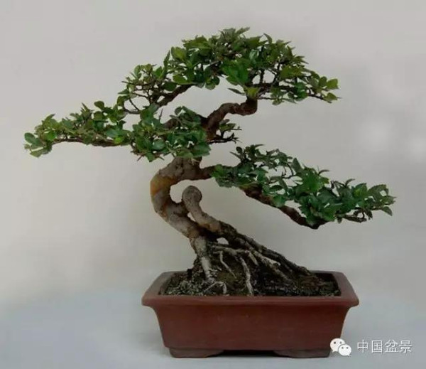 榔榆盆景与新画墨虾欣赏