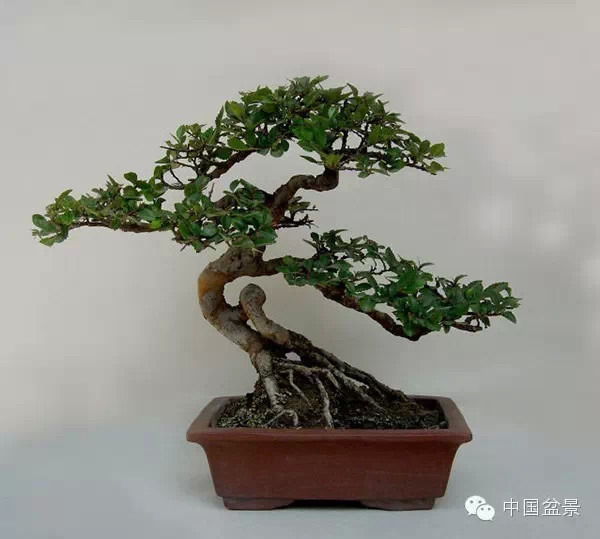 榔榆盆景与新画墨虾欣赏