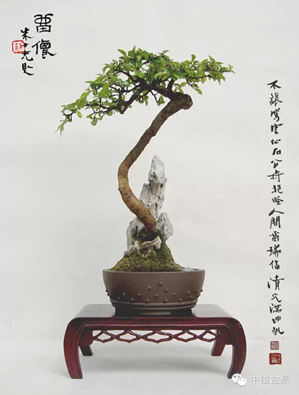 榔榆盆景与新画墨虾欣赏