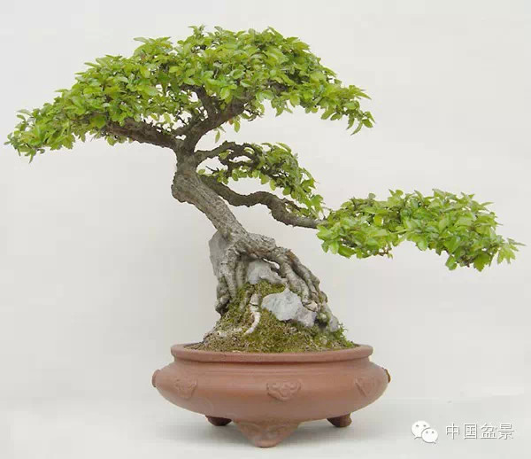 榔榆盆景与新画墨虾欣赏