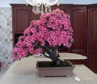 杜鹃花盆景艳丽多娇
