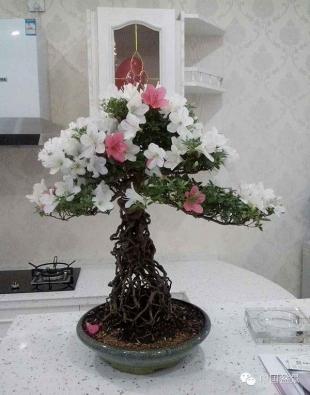 杜鹃花盆景艳丽多娇