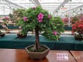 潘振华杜鹃花盆景欣赏