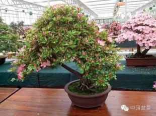 杜鹃花盆景艳丽多娇