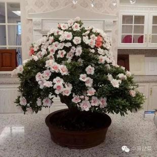 杜鹃花盆景艳丽多娇