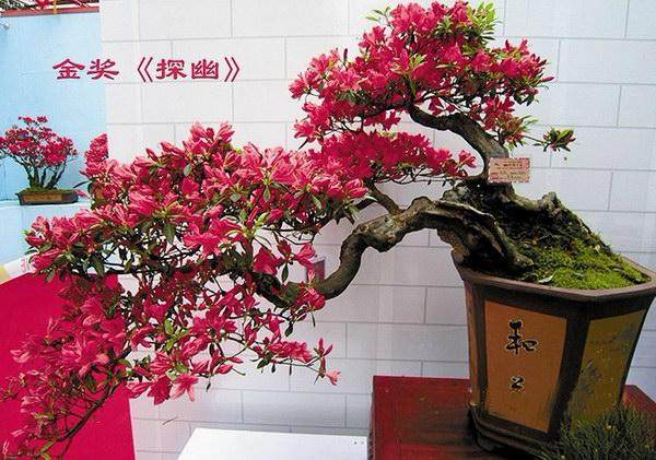 黔西人爱玩盆景 把杜鹃花都,水西古城装扮得格外美丽