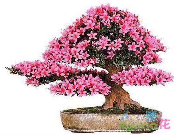 杜鹃花适合做室内盆景吗？