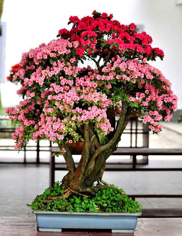 湖北省花木盆景协会杜鹃花分可在麻城市成立