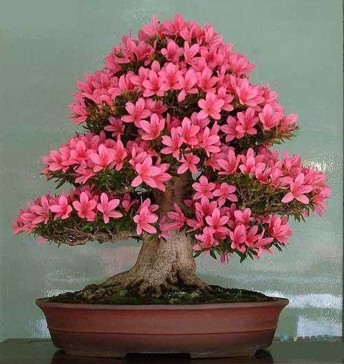 杜鹃花盆景沪上获大奖