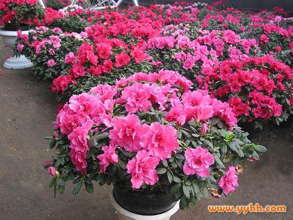 枞阳首届杜鹃盆景展展委会召开总结表彰会