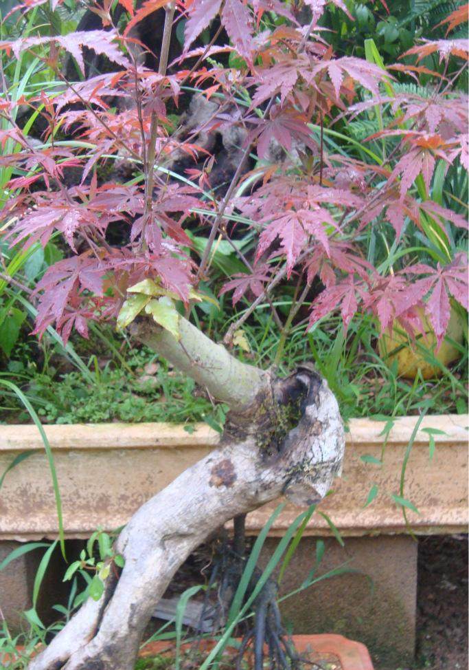 盐城有盆景花卉批发市场吗