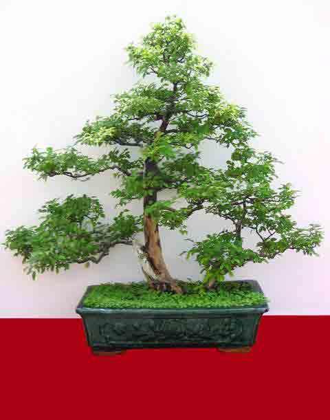 重庆市花卉盆景批发市场在哪里