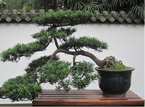 国庆期间到成都百花潭免费看川派盆景展