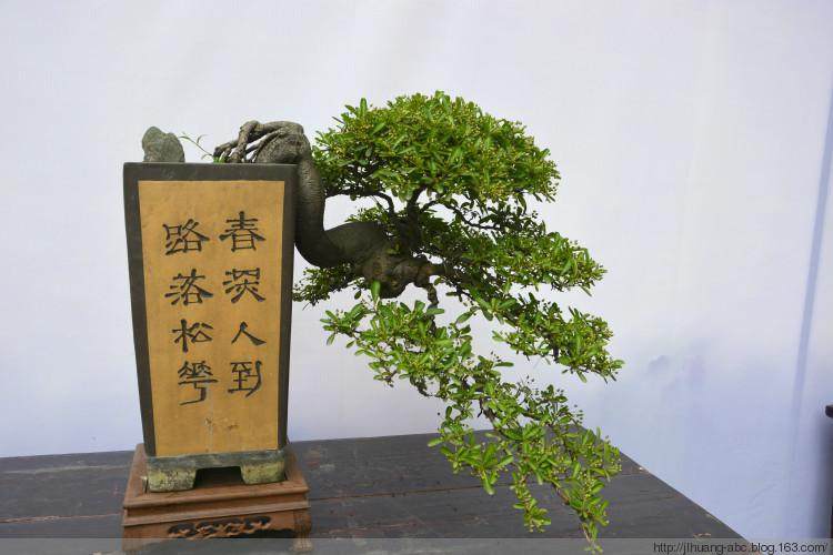 四川成都邛崃市花木盆景