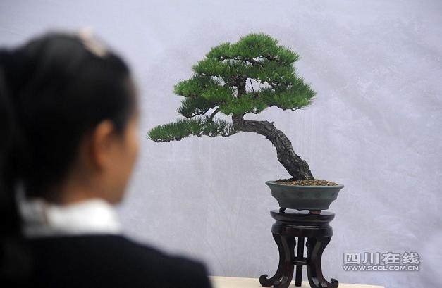 成都川派盆景园开园典礼