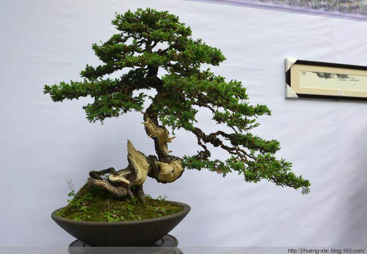 成都绿化带里的果果 只能看不能吃