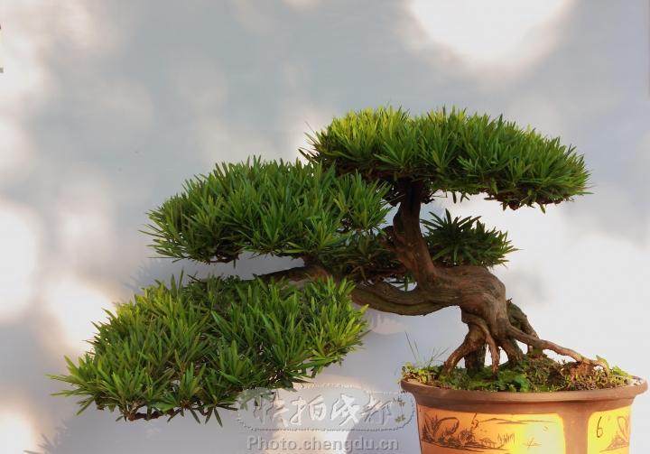 成都盆景展览会