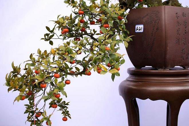 成都市第十七届花卉盆景展