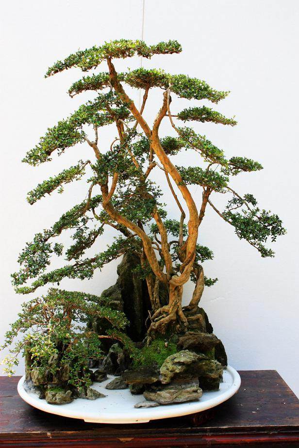 百盆精品竹艺盆景亮相成都