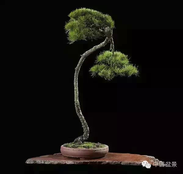 20万元以上的盆景拍卖会