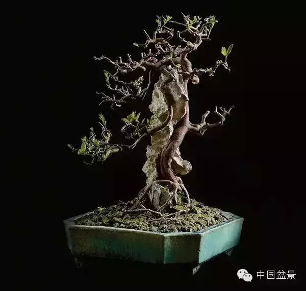 20万元以上的盆景拍卖会