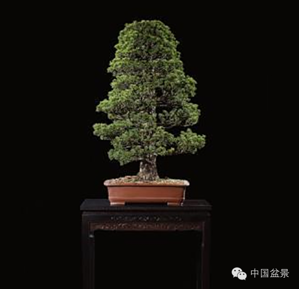 20万元以上的盆景拍卖会