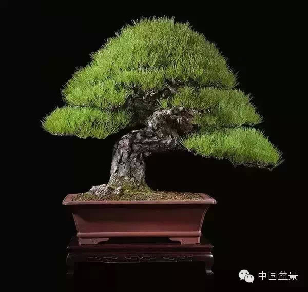 20万元以上的盆景拍卖会