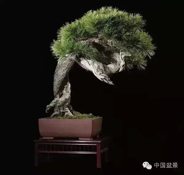 20万元以上的盆景拍卖会