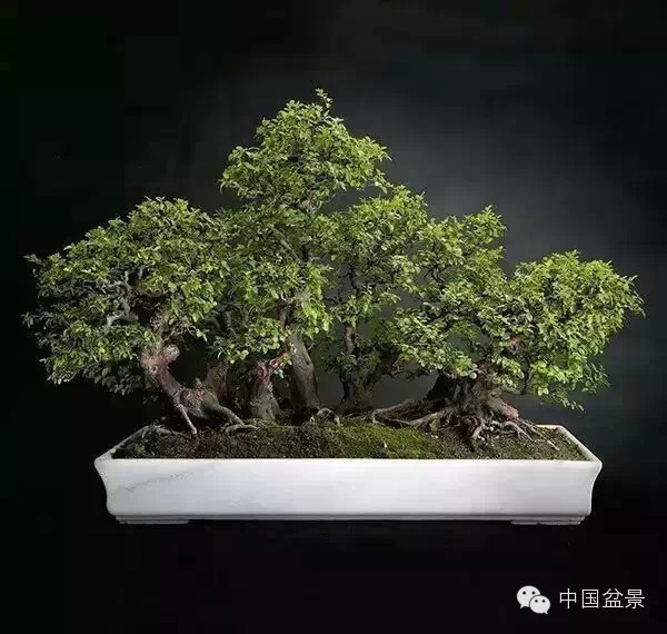 20万元以上的盆景拍卖会