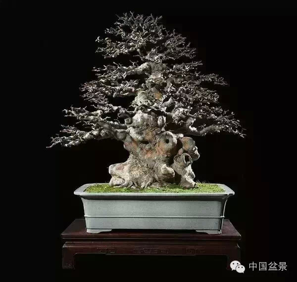 20万元以上的盆景拍卖会