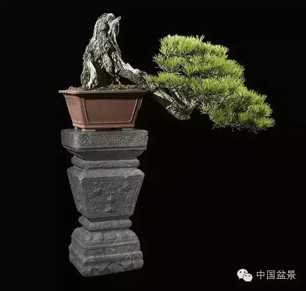 20万元以上的盆景拍卖会