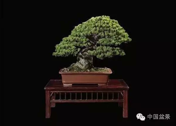 20万元以上的盆景拍卖会