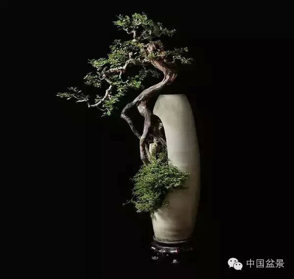 20万元以上的盆景拍卖会