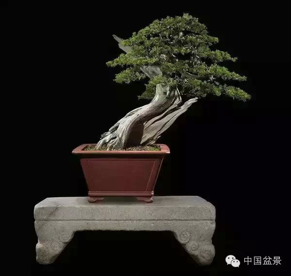 20万元以上的盆景拍卖会