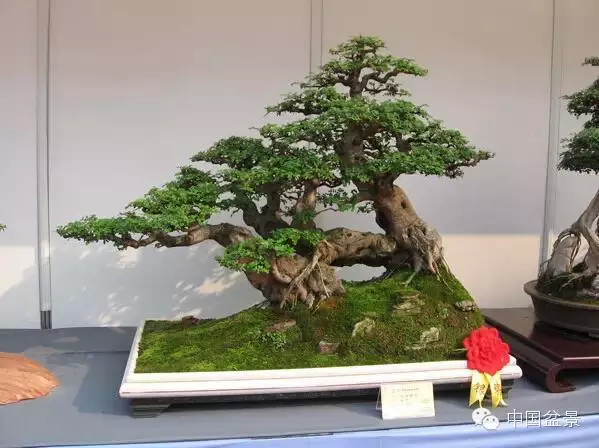 2009年市场价格50万元的盆景