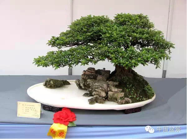 2009年市场价格50万元的盆景