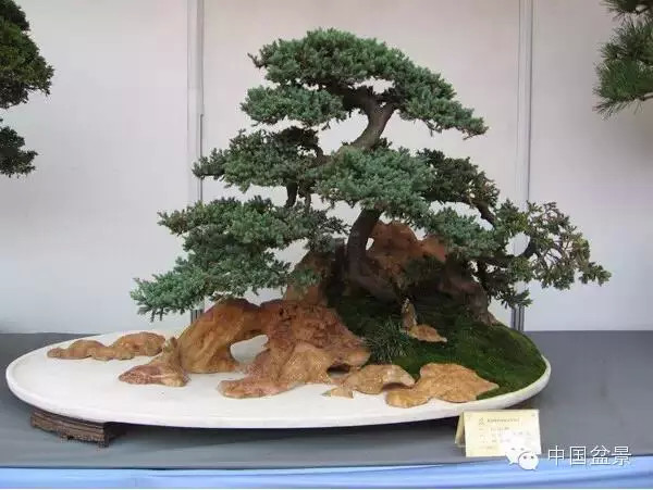 2009年市场价格50万元的盆景