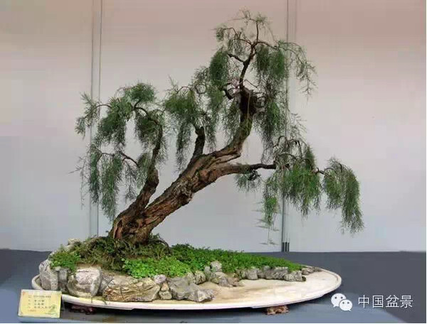 2009年市场价格50万元的盆景