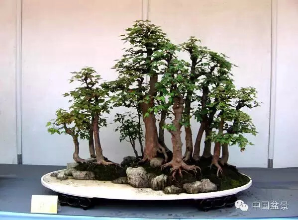 2009年市场价格50万元的盆景